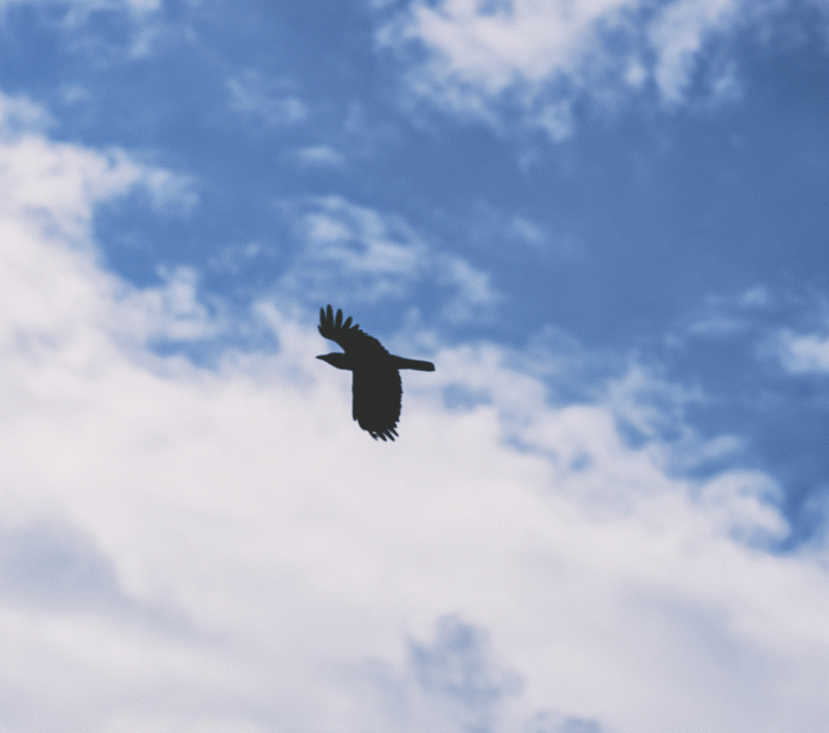 77c18a88a226b8089fb44ab77a721e9c_1689926556_9353.gif